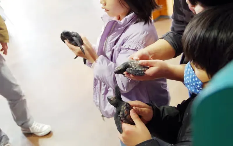 子ガメ水槽では1歳の子ガメも展示中!