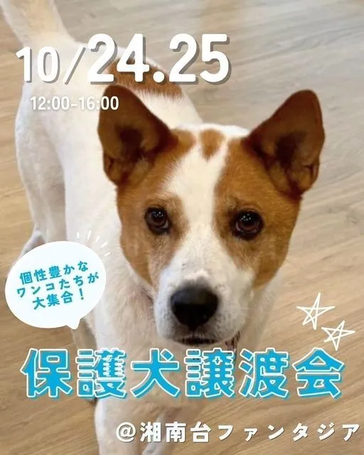 ピースワンコ譲渡会@湘南台ファンタジア