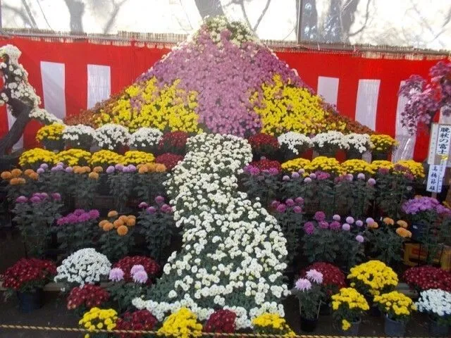 下妻市菊まつり(c)下妻市観光協会