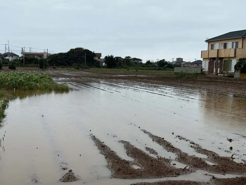 大雨により水没したきゃべつ圃場