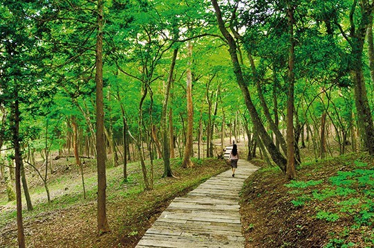 木漏れ日が心地いい遊歩道で森林浴しよう