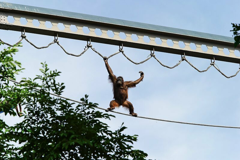 オランウータンは上空でも余裕しゃくしゃく