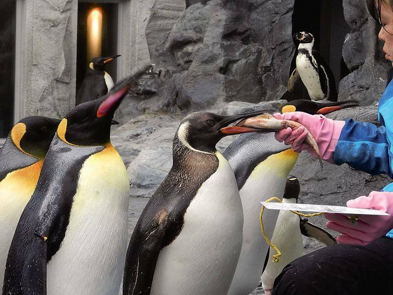 キングペンギンのもぐもぐタイム