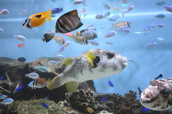 地下のミニ水族館