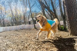 「栃木県那須町に日本最大級のプライベートドッグラン付き『貸別荘』がオープン！」の写真
