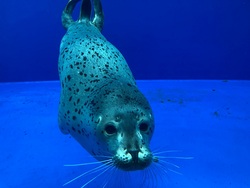 「冬の海の物語を楽しもう！上越市立水族博物館「うみがたりの冬2024」」の写真