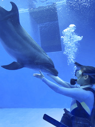 「冬の海の物語を楽しもう！上越市立水族博物館「うみがたりの冬2024」」の写真