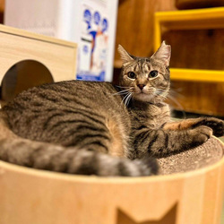 「猫好き必見！下町情緒漂う文京区湯島で「第18回 ねこまつり」が開催！」の写真