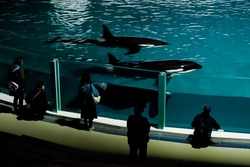「鴨川シーワールドで夜の水族館を探検　春休み特別企画「春の水族館探検プラン」開催」の写真
