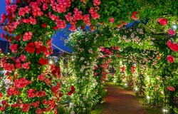 「長崎ハウステンボスでアジア最大級の「100万本のバラ祭」開幕！　新エリアも誕生」の写真