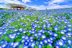 ネモフィラ　画像提供：福岡県観光連盟