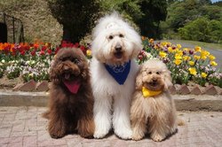 「犬とふれあえる関東の動物園＆テーマパーク5選！」の写真