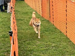 「愛犬と楽しむ「ドッグラン in 幕張海浜公園 2024春」開催　ドッグレースやマルシェも」の写真