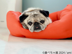 「東京・浅草橋で「鼻ぺちゃ展 2024」が2年ぶり開催　鼻ぺちゃ犬のかわいらしさを堪能！」の写真