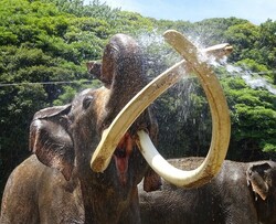 「【横浜周辺】5月11日・12日の今週末のおでかけにおすすめ！人気のスポットランキング」の写真