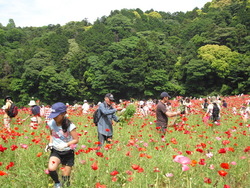 「【横須賀周辺】6月1日・2日の今週末のおでかけにおすすめ！人気のスポットランキング」の写真