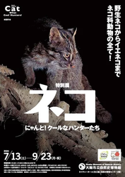 「特別展「ネコ」 ～にゃんと！クールなハンターたち～が、大阪市立自然史博物館で開催」の写真