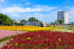 「福井県坂井市で15万輪のゆりが咲き誇る「ゆりフェスタ」開催！　BBQやアスレチックも」の写真