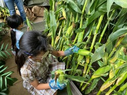 「千代田区のワテラス広場で「ベジフルまつり」開催　野菜の収穫体験＆野菜詰め放題も！」の写真