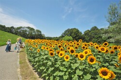 「香川県の「国営讃岐まんのう公園」に8000本のひまわり畑　カブトムシ＆水遊び＆工作も」の写真
