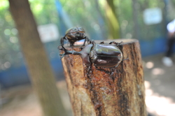 「香川県の「国営讃岐まんのう公園」に8000本のひまわり畑　カブトムシ＆水遊び＆工作も」の写真