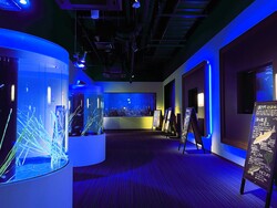 「四国水族館で夜イベント「Nightscapeこがねいろ2024」開催！　真珠取り出し体験も！」の写真