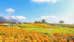 一面に広がるアフリカンマリーゴールドの花畑