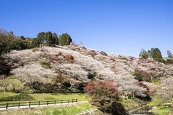 小原四季桜まつり（一般社団法人ツーリズムとよた）