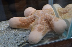 
	カワテブクロ　画像提供：鳥羽水族館
