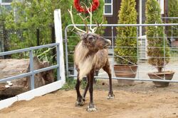 「兵庫県「神戸どうぶつ王国」でクリスマス！　西日本で唯一！本物のトナカイと記念撮影」の写真
