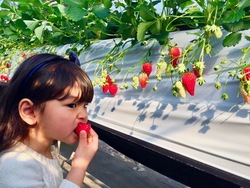 「【2025】三重県の「いちご狩り」が楽しめるおすすめスポット9選」の写真