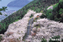 「親子でお花見！　桜ドライブ＋周辺スポット【中国・四国】」の写真