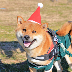 ワンちゃんもプレゼントの対象です