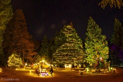 「埼玉県の森林公園で55万球のイルミ！　妖精たちのクリスマスマーケットや噴水ショーも」の写真