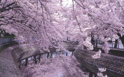 第57回 一宮桜まつり