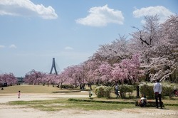 水源桜まつり（一般社団法人ツーリズムとよた）