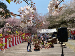 かみかわ桜の山 桜華園 さくらまつり｜（一社）神河町観光協会