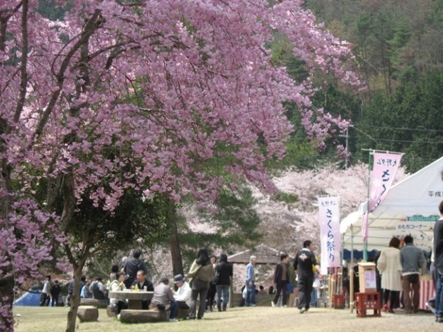 大野ダムさくら祭り（南丹市美山観光まちづくり協会）