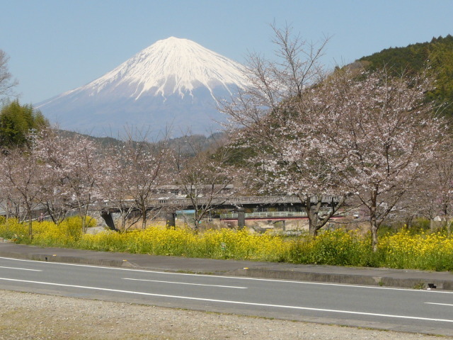 芝川日和 内房たけのこ・桜まつり| 富士宮市観光課