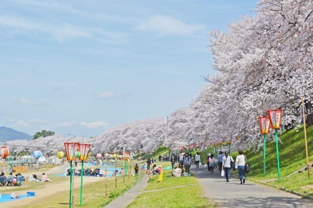 2025岡山さくらカーニバル