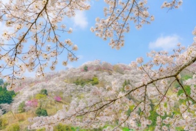 三休公園 さくらまつり