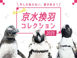 京水換羽コレクション2025