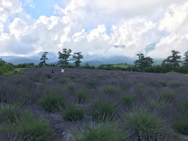 ラベンダーフェスティバル（くじゅう花公園）