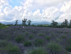 ラベンダーフェスティバル（くじゅう花公園）
