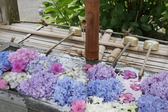真野寺 あじさい祭（真野寺）