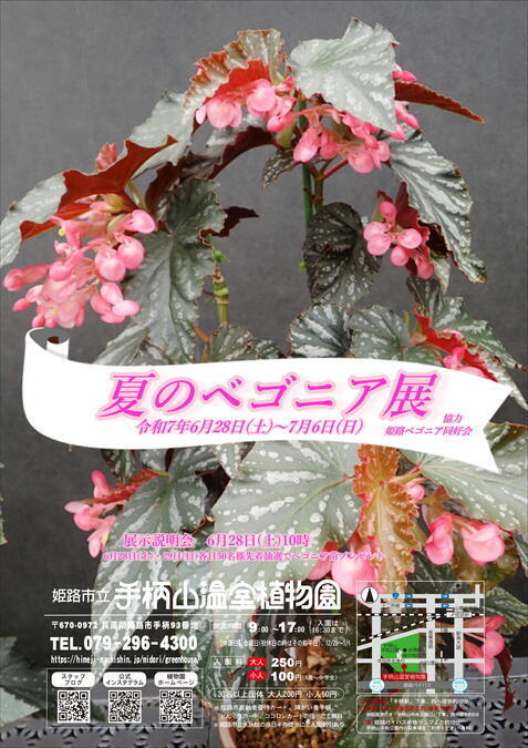 夏のベゴニア展