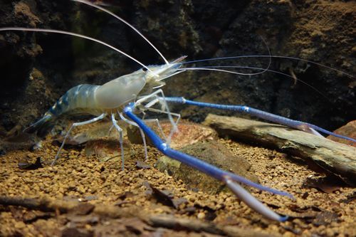 世界最大のテナガエビ「オニテナガエビ」