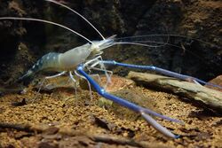 世界最大のテナガエビ「オニテナガエビ」