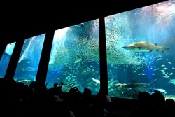 群れとスピードがテーマの「外洋大水槽」（日中の光景）