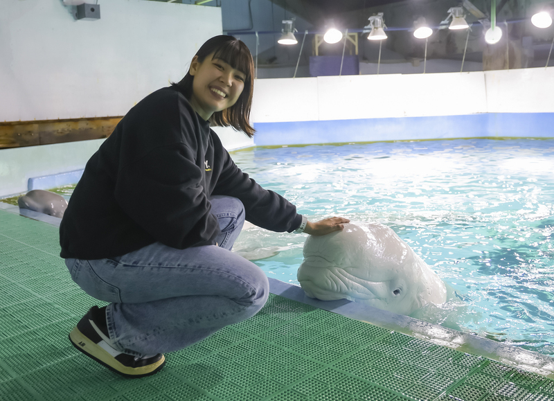 ベルーガのおでこ部分にさわれる「ベルーガにタッチ」体験